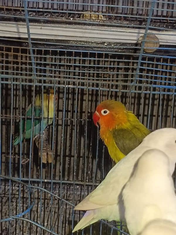 love bird available for sale 4