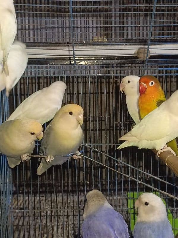 love bird available for sale 5