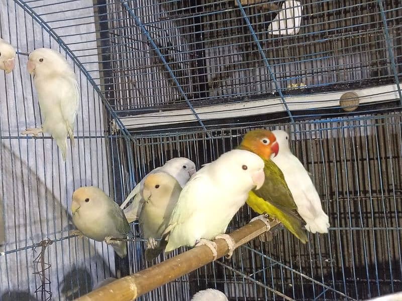 love bird available for sale 6