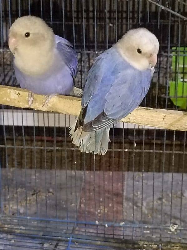 love bird available for sale 7