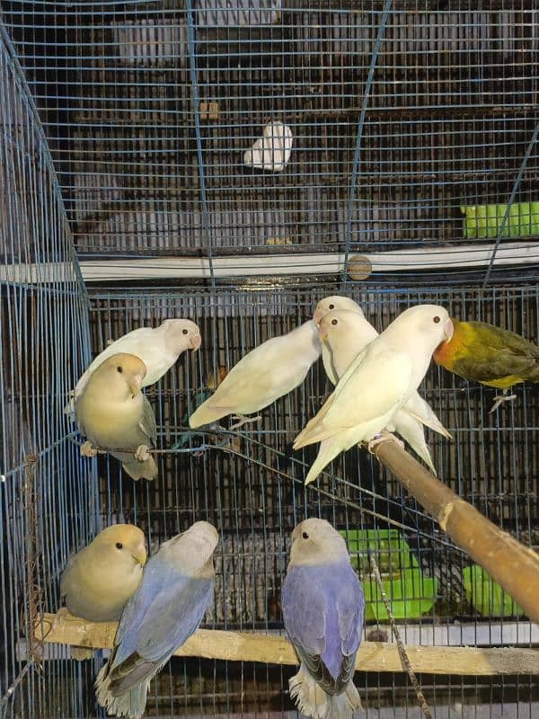 love bird available for sale 8