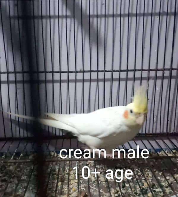 cocktail cream male age 10+ 1