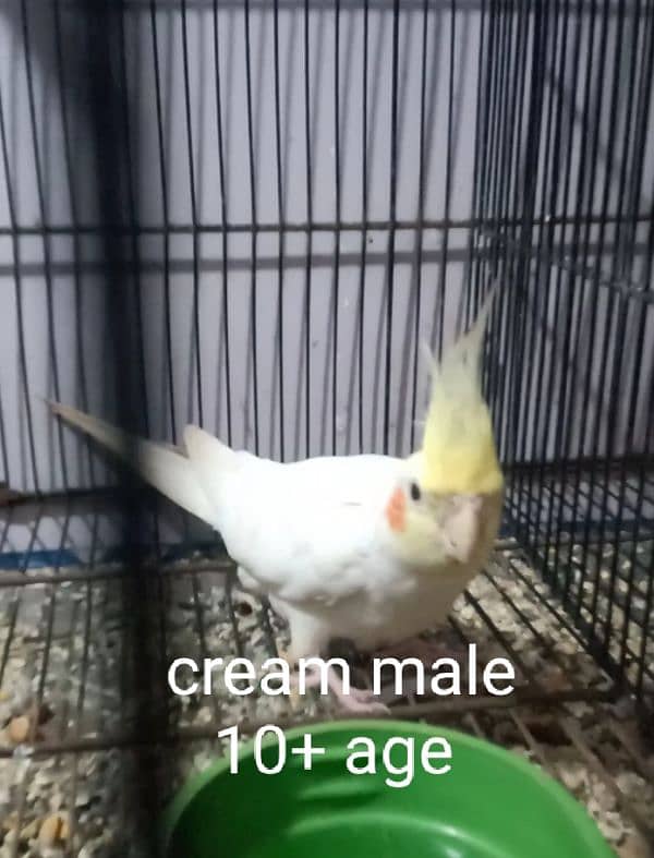 cocktail cream male age 10+ 2