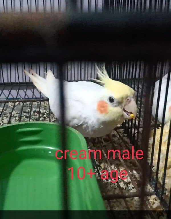 cocktail cream male age 10+ 3