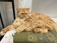 Persian breeder female cats