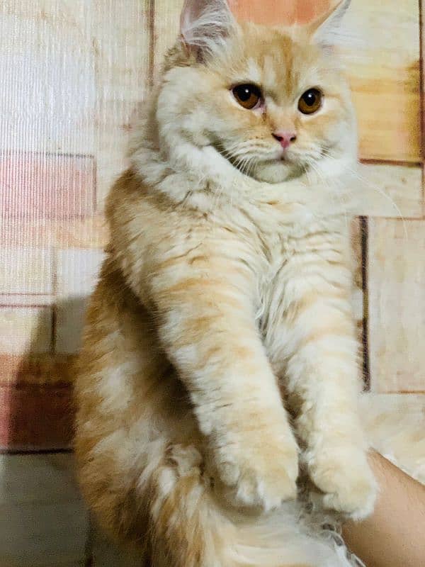 Persian breeder female cats 2