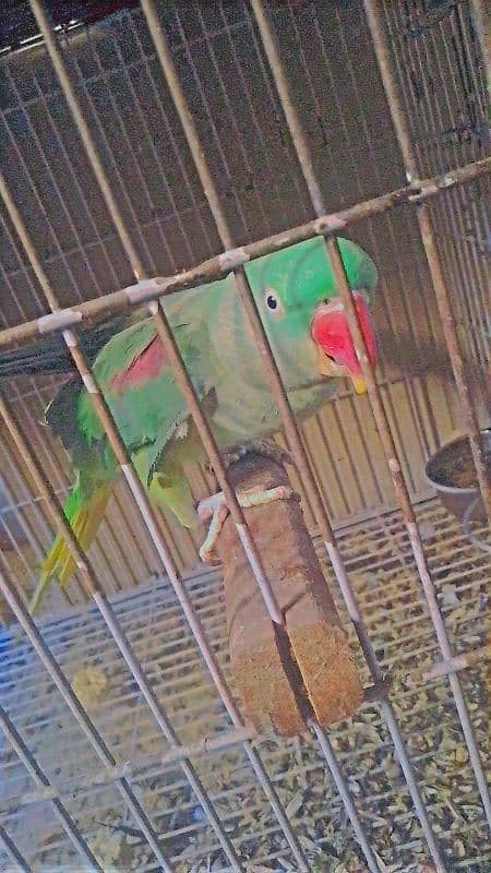 Pahari hands tame breeder pair 2