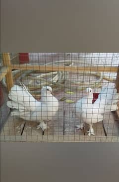 Fan tail fancy pigeons for sale in Rawalpindi