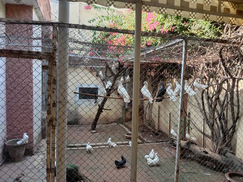 Fan tail fancy pigeons for sale in Rawalpindi 7