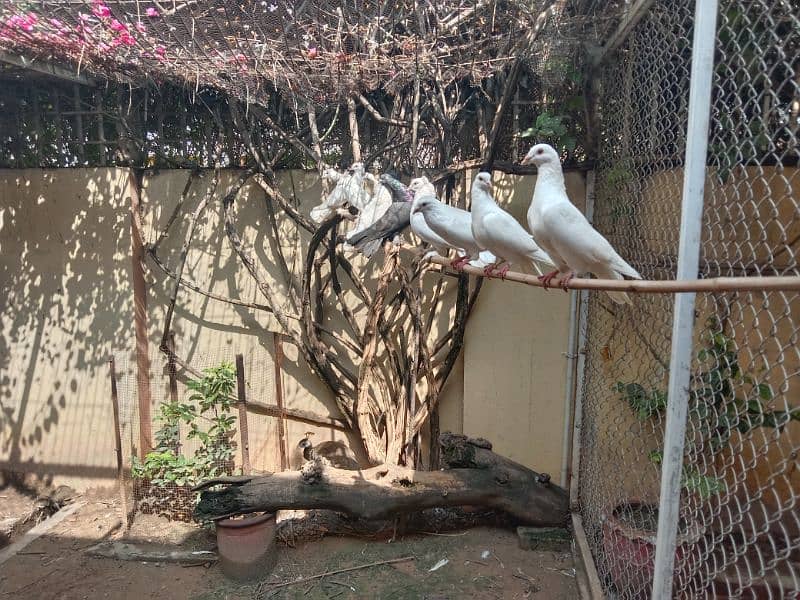 Fan tail fancy pigeons for sale in Rawalpindi 9