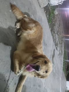 Golden retriever female