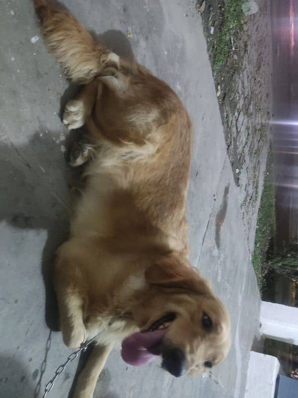 Golden retriever female 1