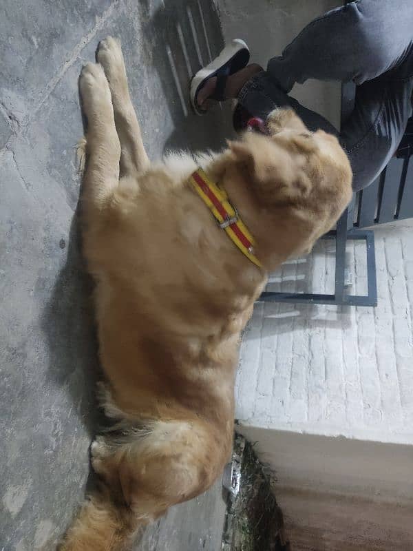 Golden retriever female 3