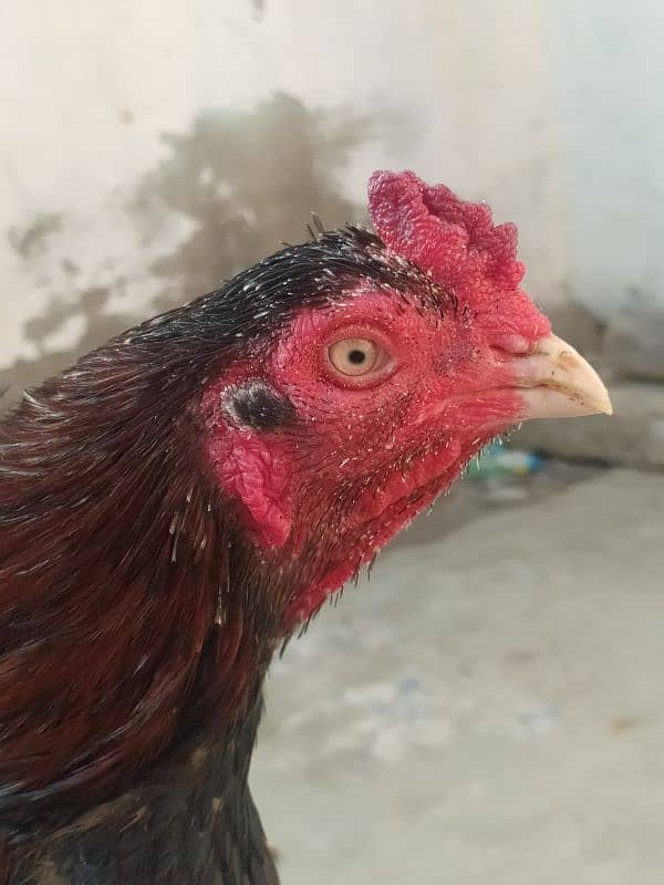 aseel Rooster age 1years 1