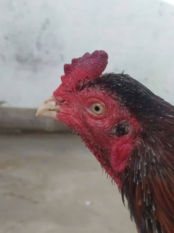 aseel Rooster age 1years 2