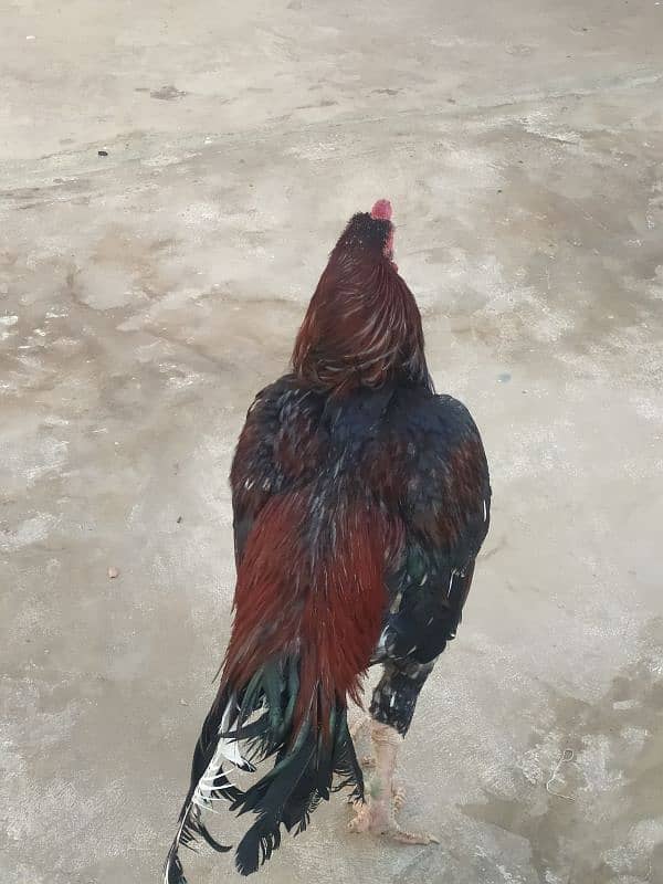 aseel Rooster age 1years 3