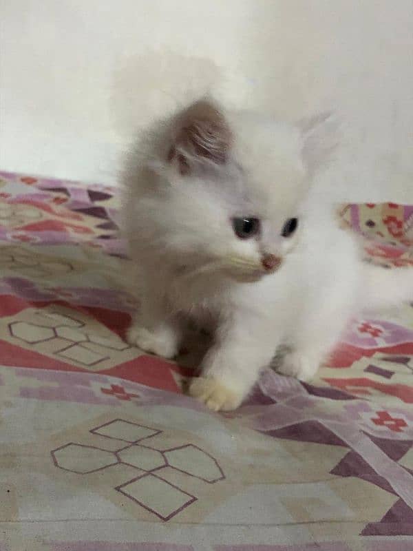 5 Persian cat kids 2