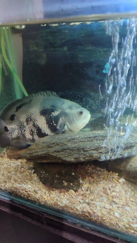 Black Oscar fish 9 inch length and pair of white Oscar 4 and 5 inch 0