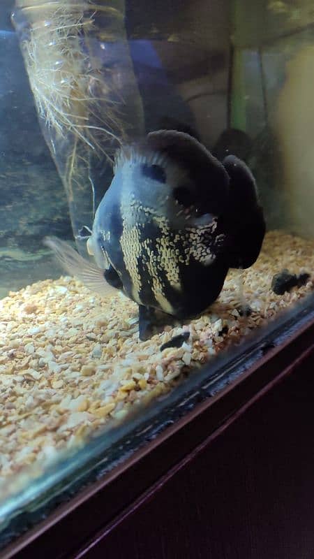 Black Oscar fish 9 inch length and pair of white Oscar 4 and 5 inch 2