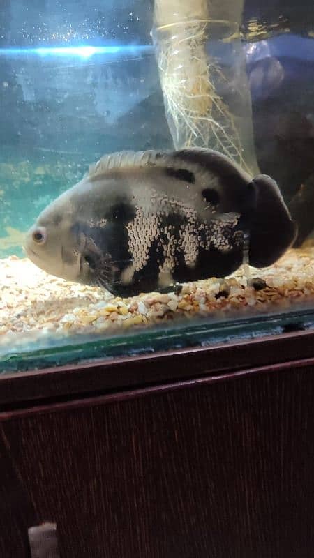 Black Oscar fish 9 inch length and pair of white Oscar 4 and 5 inch 4