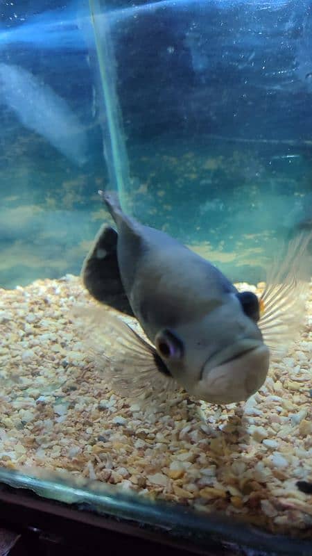 Black Oscar fish 9 inch length and pair of white Oscar 4 and 5 inch 5