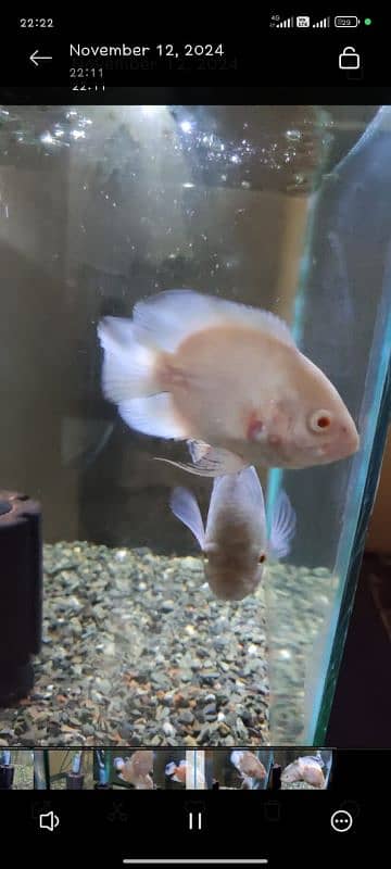 Black Oscar fish 9 inch length and pair of white Oscar 4 and 5 inch 8