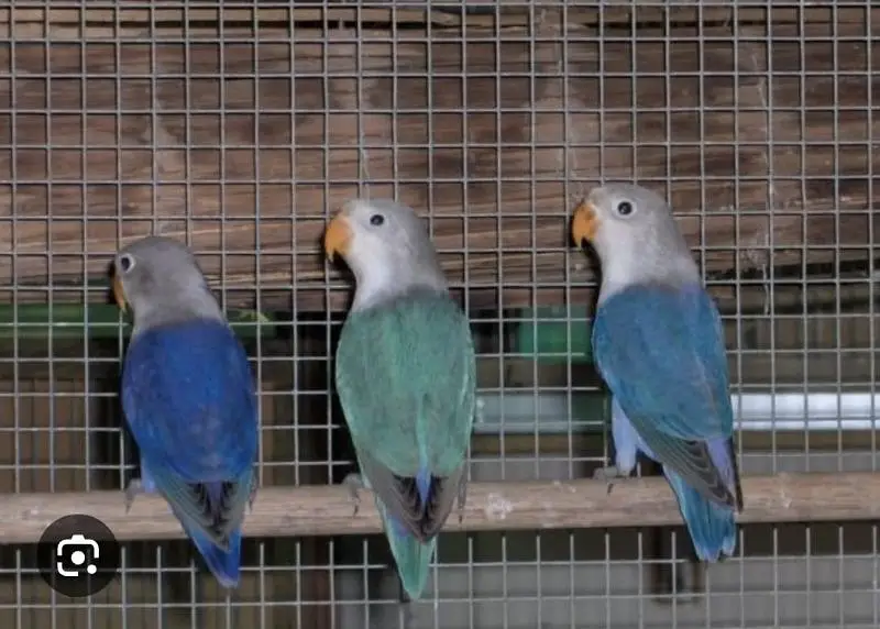 lovebird — photo 2