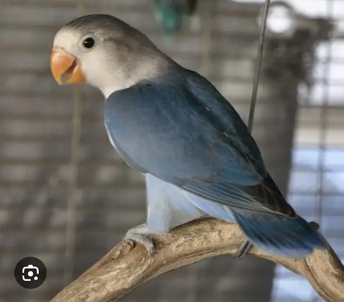 lovebird — photo 3