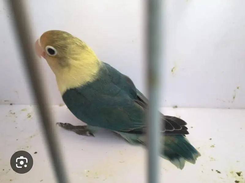 lovebird — photo 4