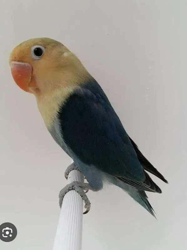 lovebird — photo 5