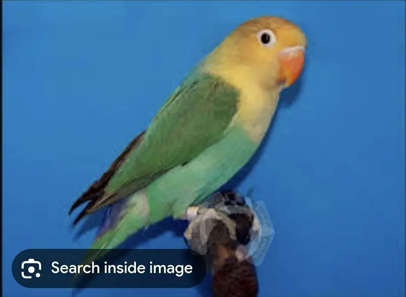 lovebird — photo 6