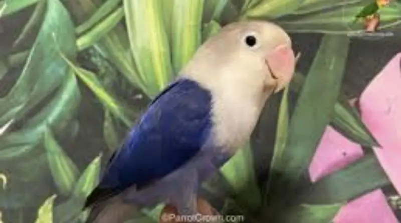 lovebird — photo 7
