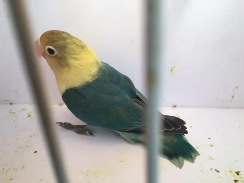 lovebird — photo 8