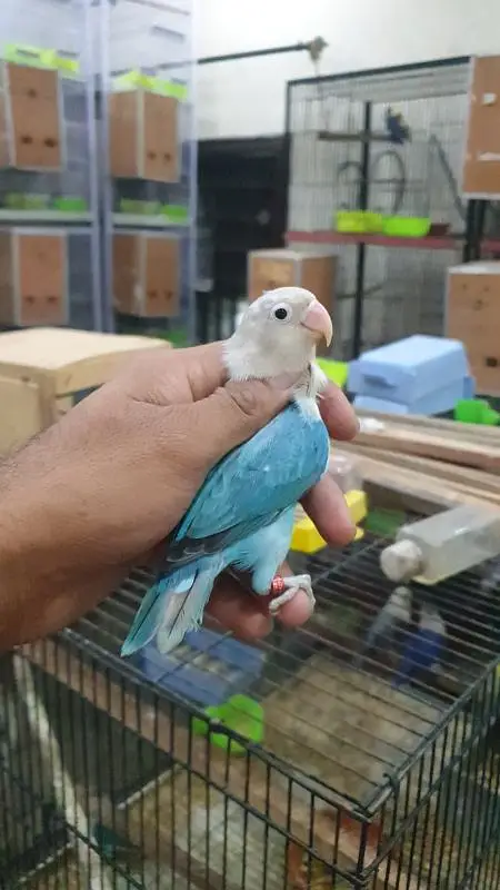 lovebird — photo 9