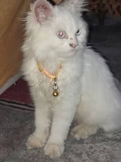 Persian double cat Male  wahcantt