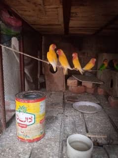 lotino lovebirds for sale urgent