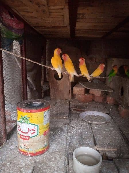 lotino lovebirds for sale urgent 0