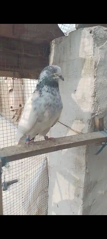 Some Birds Are Available for sale Sherazi/Lacky/parwazi 5