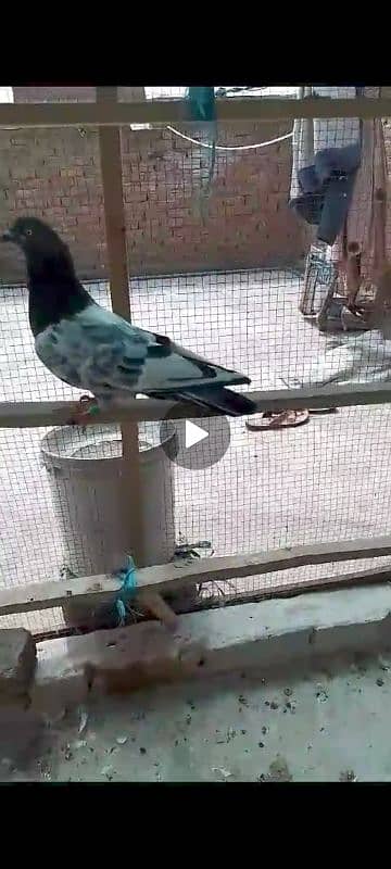 Some Birds Are Available for sale Sherazi/Lacky/parwazi 9