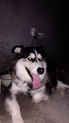 Siberian husky