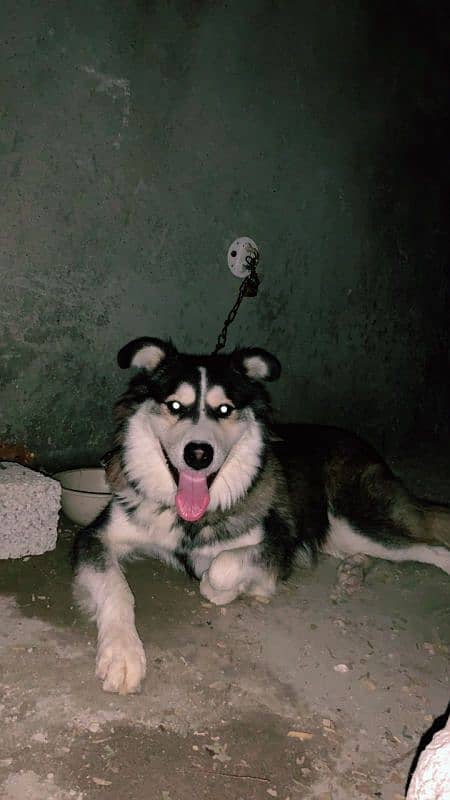 Siberian husky 1