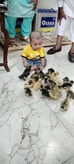 Duck baby/Available hai