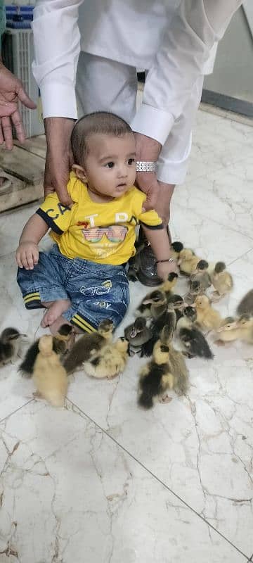 Duck baby/Available hai 0