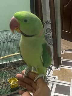 raw parrot pahari male