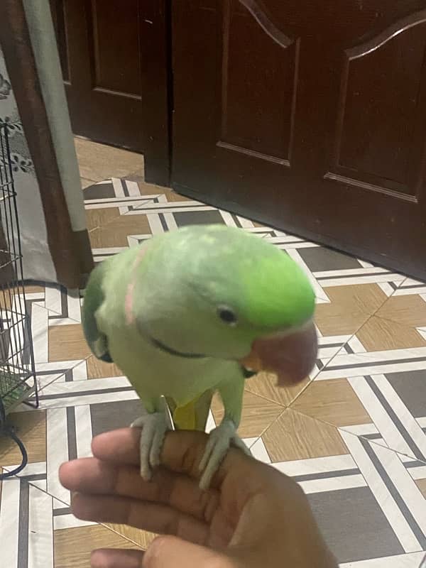 raw parrot pahari male 1