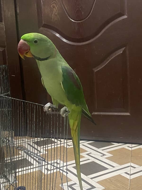 raw parrot pahari male 2