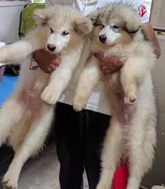 Alaskan Malamute male puppy for sale