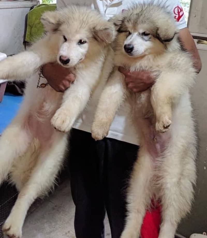 Alaskan Malamute male puppy for sale 0