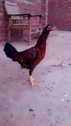 Aseel Hen's Male & female