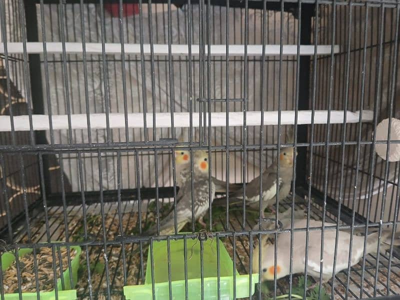 Parrots forsale 0